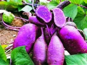 jual bibit stek ubi ungu tela rambat hui boled jual bibit stek ubi ungu tela rambat hui boled