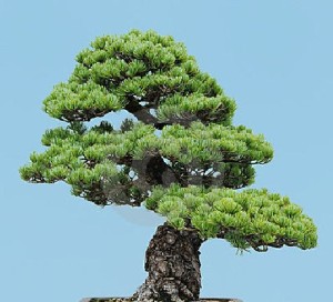 Benih Biji Mugo Pine Bonsai Import