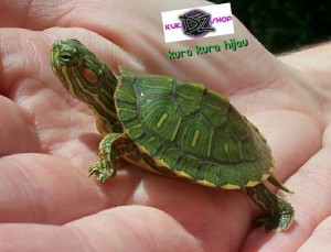 jual peliharaan anakan kura kura baby turtle jual peliharaan anakan kura kura baby turtle