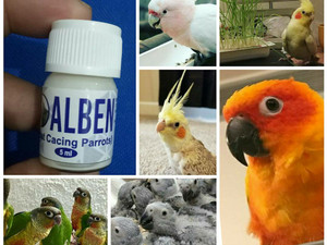 tablete vermox macaw parazitii iarta ma