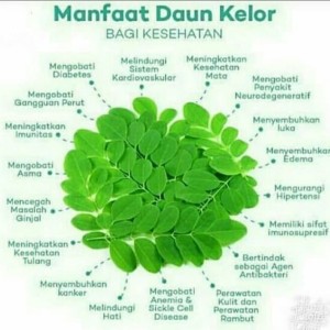 dieta de diabetes manfaat daun kelor untuk dieta de diabetes manfaat daun kelor untuk