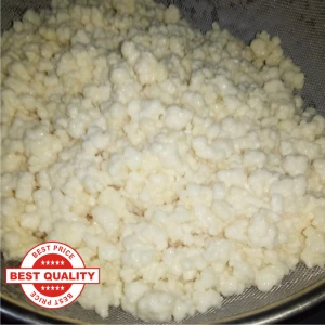 Bibit kefir grain 1 kg
