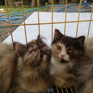 Jual Hewan Peliharaan Kucing Kab Jember Toko Basmalah1 Tokopedia
