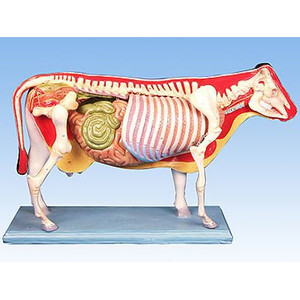 Jual Model Sapi Alat Peraga Biologi Sapi Miniatur Sapi Kab Bandung Alat Bahan Kimia Tokopedia