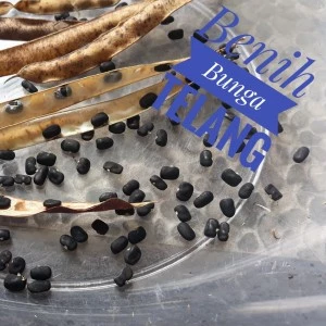 Biji bunga Telang