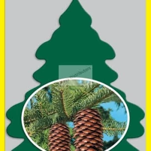 parfum mobil little trees royal pine