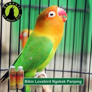 Info Terbaru Cara Membuat Tempat Makan Burung Lovebird Ideku Unik