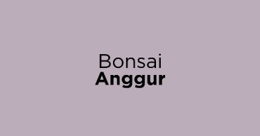Jual Bonsai Anggur dengan Harga Terbaik dan Terlengkap