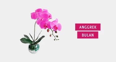 Jual Anggrek Bulan Terlengkap Harga Anggrek Bulan Online Terbaru