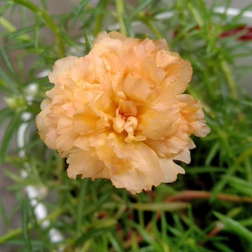 Foto Produk Mossrose / portulacca / krokot kuning dari Kenzie Watch