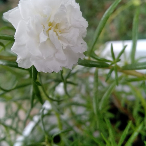 Foto Produk Mossrose / portulacca / krokot dari Kenzie Watch