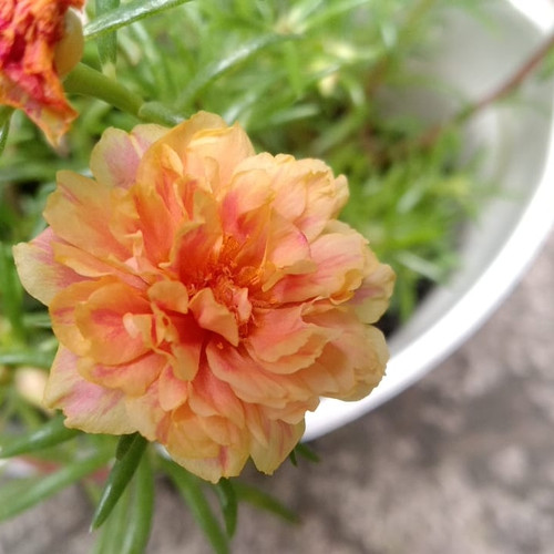 Foto Produk Mossrose / portulacca / krokot oranye dari Kenzie Watch