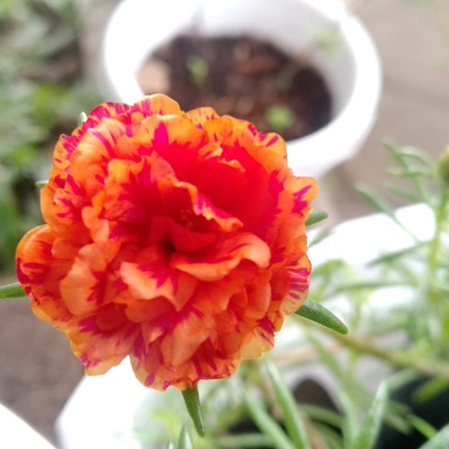 Foto Produk Mossrose / portulacca / krokot SALEM list ORANGE dari Kenzie Watch