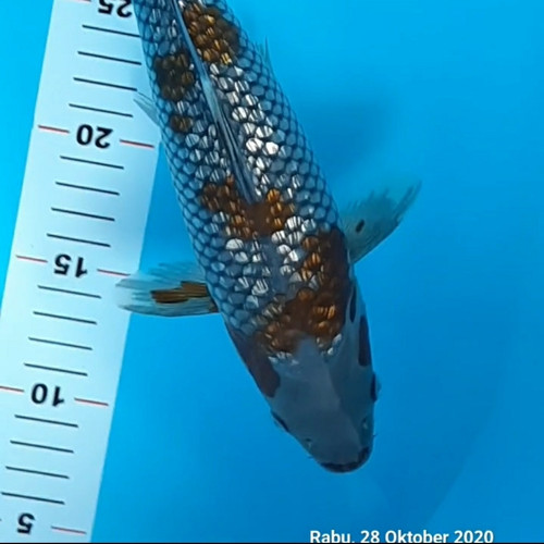 Lelang Ikan Koi Import Belajar