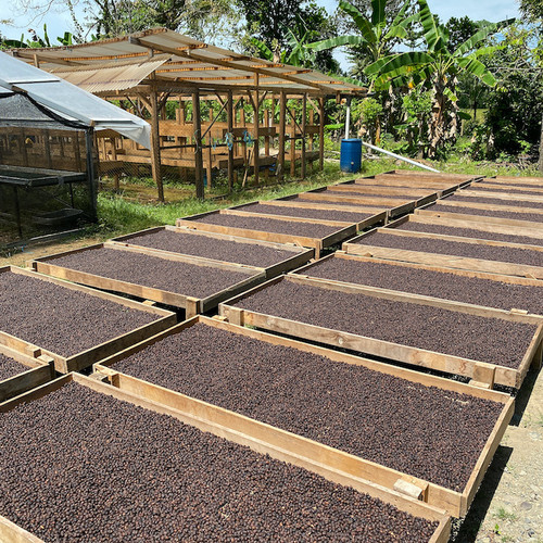 Foto Produk Sisola Natural Process Tana Luwu - Juara 2 AEKI - green coffee kopi dari Sisola Coffee