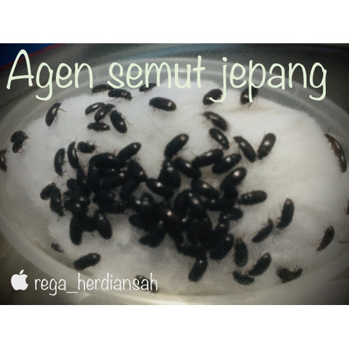 Foto Produk Semut jepang tangerang dari Parmaika