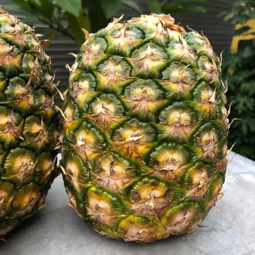 Foto Produk Nanas Honi Sunpride Jumbo + Manis & Segar - Daun Cantik dari Halona Utama
