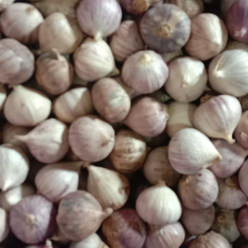 Jual Jual Bawang Putih Tunggal Murah Pedas Kota Surabaya Garlic Suramadu Tokopedia