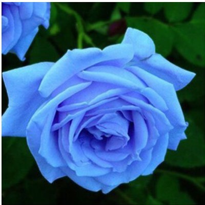 Jual Benih Bibit Biji Bunga Mawar Biru Langit Sky Blue Rose Kendari T A M I M A Tokopedia