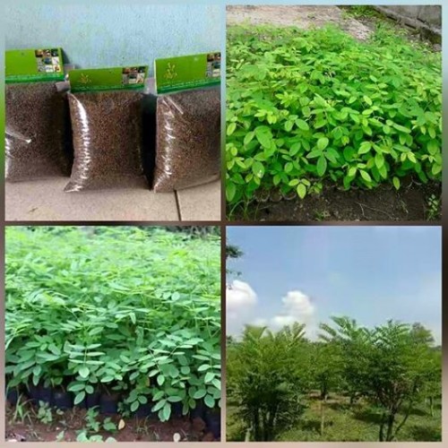 Jual Bibit Indigofera Kota Bandung Benedicta Ankada Tokopedia