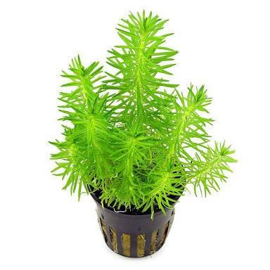 Foto Produk tanaman Aquascape pogostemon erectus dari gello shrimp