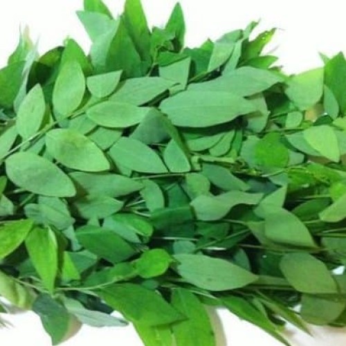 Jual Daun Katuk Segar Jakarta Timur Paket Usaha Tokopedia