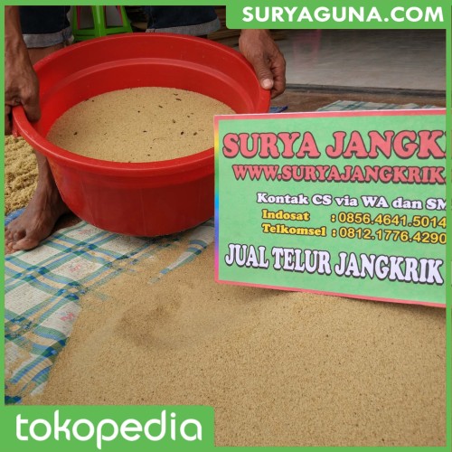 Foto Produk jual telur jangkrik alam / seliring / madu setengah kiloan dari SuryaGuna