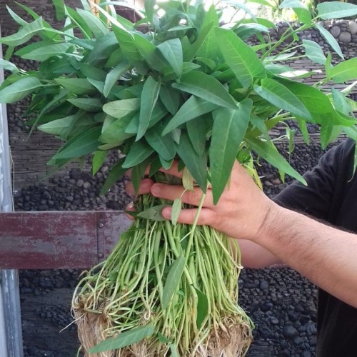 Foto Produk Jual Kangkung Organik dari HP Collection