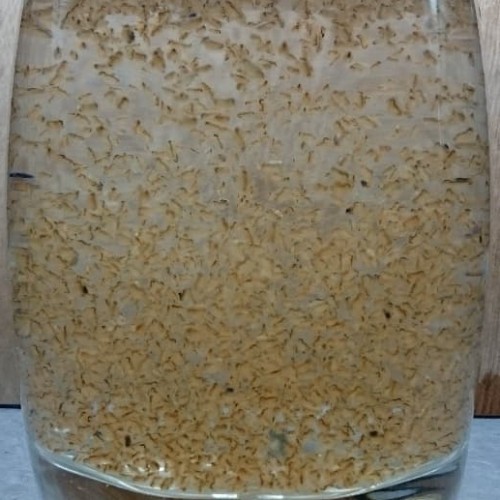 Foto Produk Jual Starter Daphnia Magna Alias Kutu Air Raksasa dari HP Collection