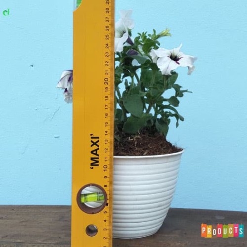 Foto Produk Tanaman petunia bunga putih garis ungu / Petunia ampelnaya white dari ibad garden