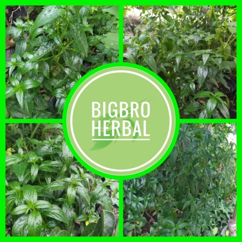 Foto Produk daun sambiloto segar sambiloto organik dari BIGBRO Dropshiper