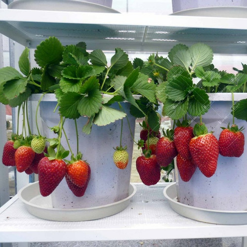 Tanaman Strawberry Berkembang Biak Dengan – Belajar.Lif.co.id