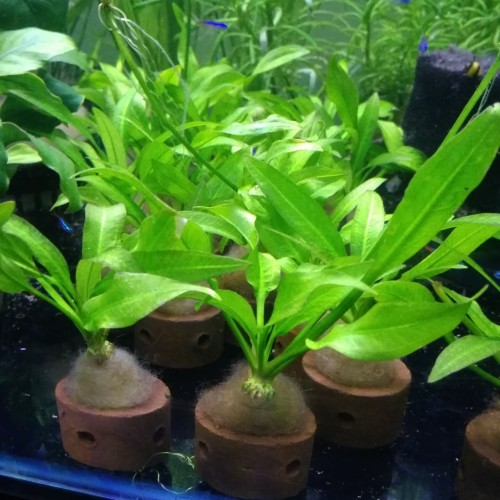 Foto Produk Amazon Sword dari Rizky dheaquatic