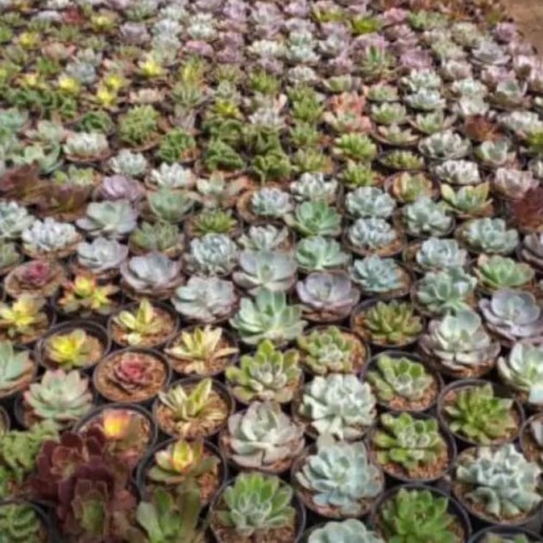 Foto Produk Paket Sukulen Mini 30 Pcs dari Sunflorist (kaktus)
