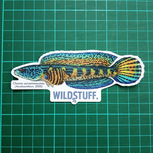 Jual Sticker Wildstuff. - Channa Auranti Aurantimaculata - Kota Bogor