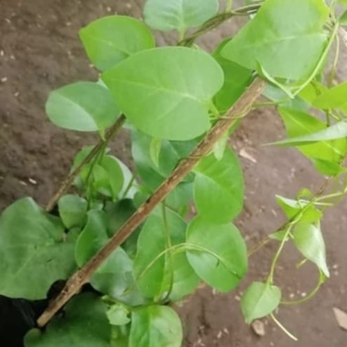 Foto Produk pohon binahong tanaman herbal dari taman bugenvil