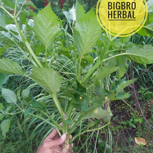 Foto Produk pohon ciplukan segar dari BIGBRO Dropshiper