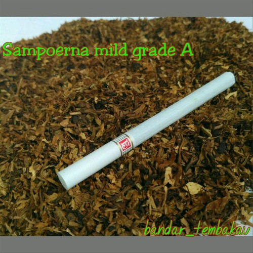 Jual Tembakau Sampoerna Mild Grade A Kiloan Tools N Parts Kota Surabaya Feristian Aaagus Tokopedia