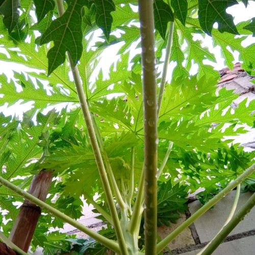 Foto Produk daun pepaya / kates segar per lembar dari Coklat Karakter Kaizen