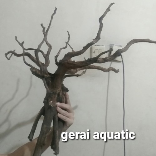 Foto Produk akar kayu rasamala gread a ukuran xl aquascape aquarium dari gerai aquatic