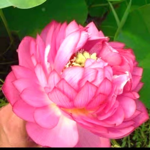 Foto Produk Benih Biji Bibit Teratai "Pink Lantern" Lotus Nelumbo nucifera dari Biji Benih