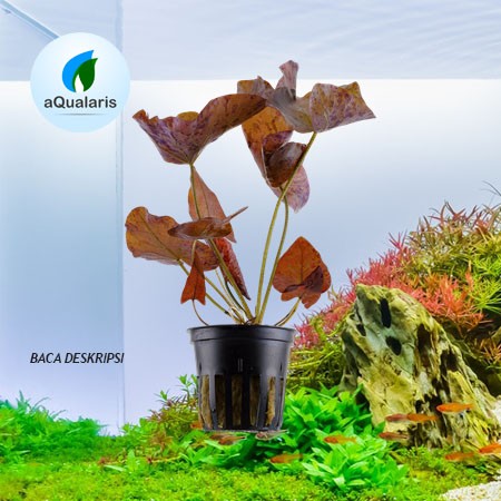 Foto Produk Tiger Lotus dari Aqualaris