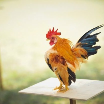 Jual TELUR AYAM HIAS SERAMA UNTUK DI TETASKAN - Kab. Blitar