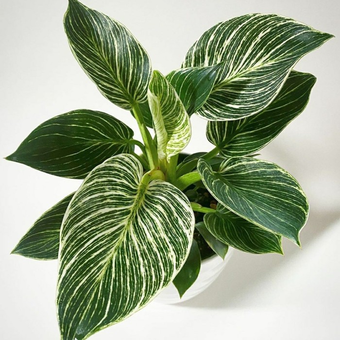 Jual Tanaman hias philodendron birkin - Kab. Bogor - Taman ...