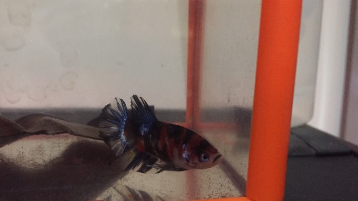 61 Gambar Ikan Cupang Hitam Putih Gratis