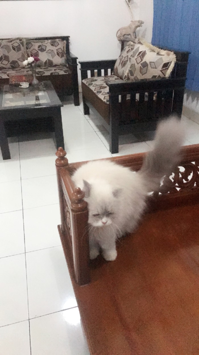 Info Kucing Himalaya DaftarHarga.Pw Info Kucing Himalaya DaftarHarga.Pw