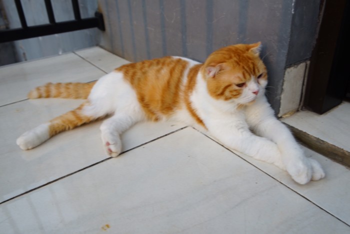 Harga Kucing Scottish Fold DaftarHarga.Pw Harga Kucing Scottish Fold DaftarHarga.Pw
