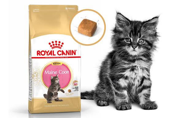 Info Maine Coon Travelbon.com Info Maine Coon Travelbon.com