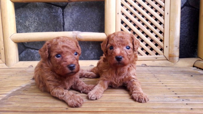 jual teacup poodle