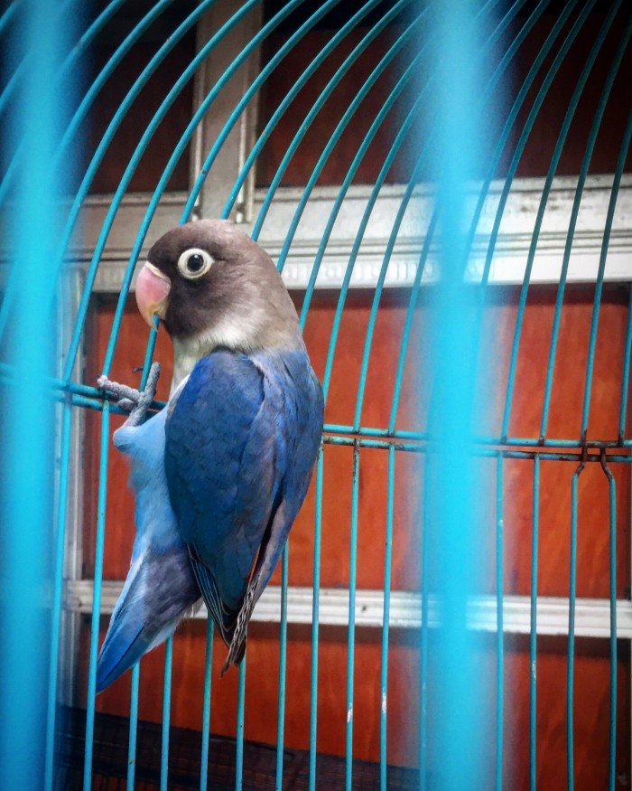 Jual Burung Lovebird Mangsi Jantan Dewasa Jakarta Pusat Betta